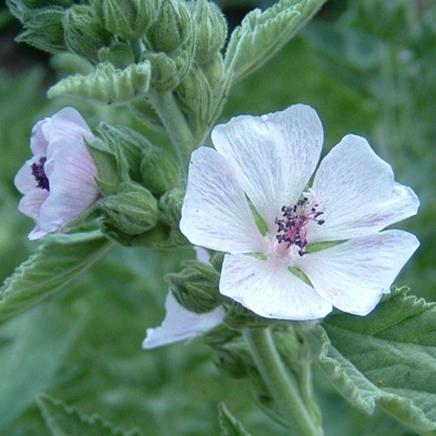 Actif naturel Guimauve